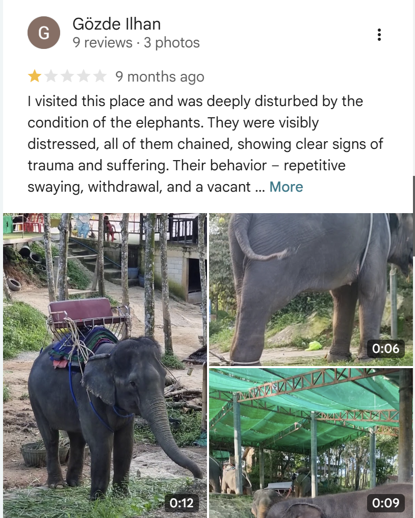Google review from Gözde Ilhan - elephants chained showing trauma signs