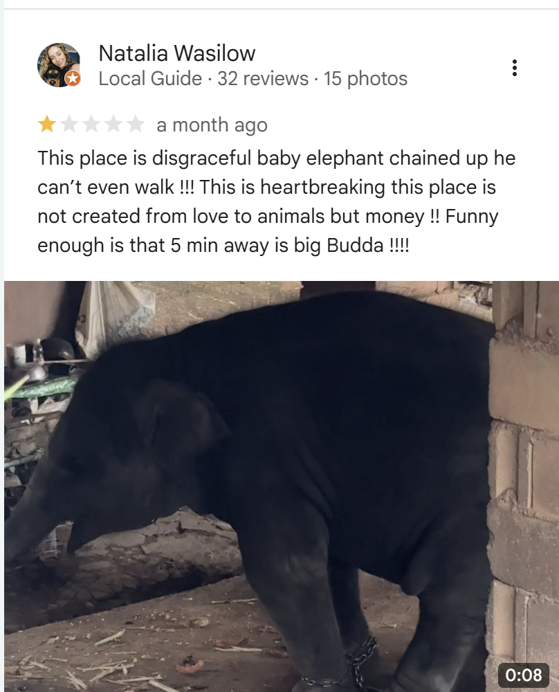 Google review from Natalia Wasilow - baby elephant chained
